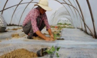 西瓜苗移植什么时候浇定根水？