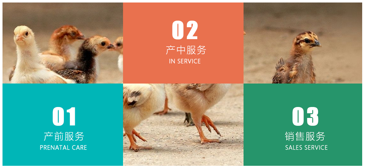 1633744326371427.jpg 1-1P30G01G0105.jpg